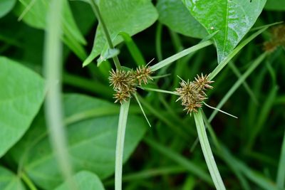 Cyperus manimae, photographed by Neptalí Ramírez Marcial