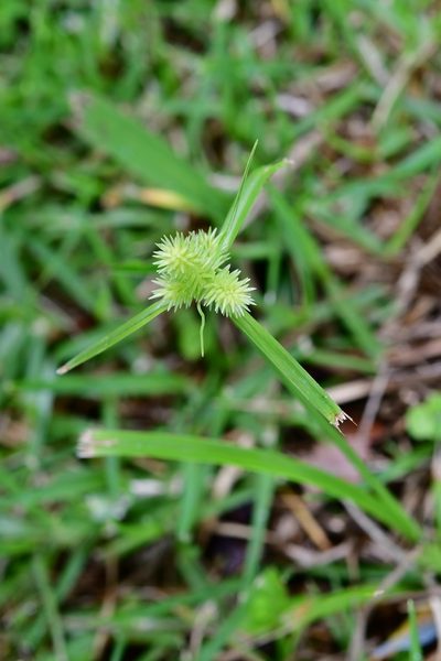 Cyperus svensonii, photographed by Neptalí Ramírez Marcial