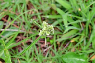 Cyperus svensonii, photographed by Neptalí Ramírez Marcial