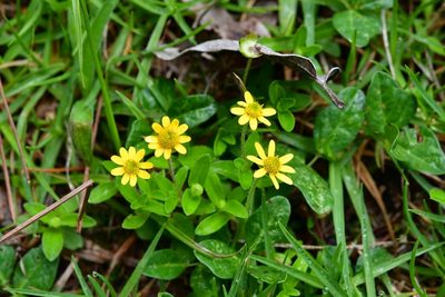 Melampodium montanum, photographed by Neptalí Ramírez Marcial