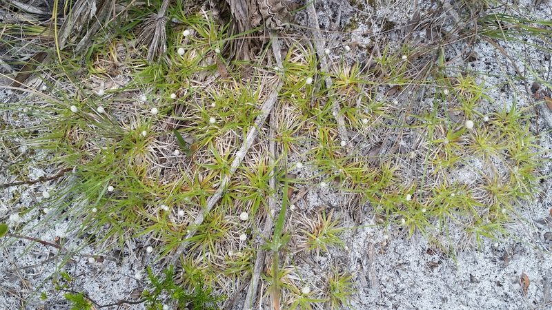 Paepalanthus beyrichianus, photographed by Jay Horn