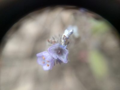 Phacelia breweri, photographed by Nick Doty