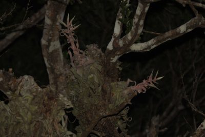 Tillandsia streptophylla, photographed by Juan Cruzado Cortés