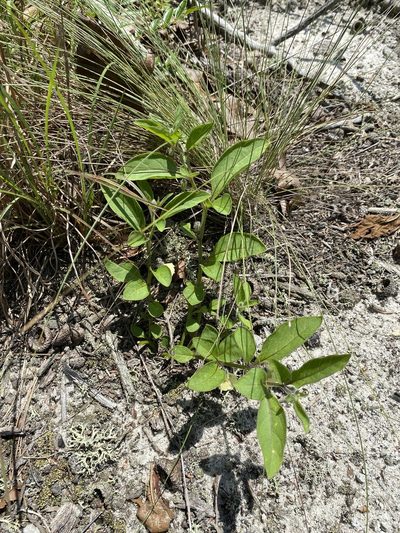Physalis lanceolata, photographed by Alan Weakley