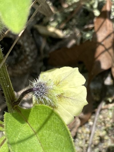 Physalis lanceolata, photographed by Alan Weakley