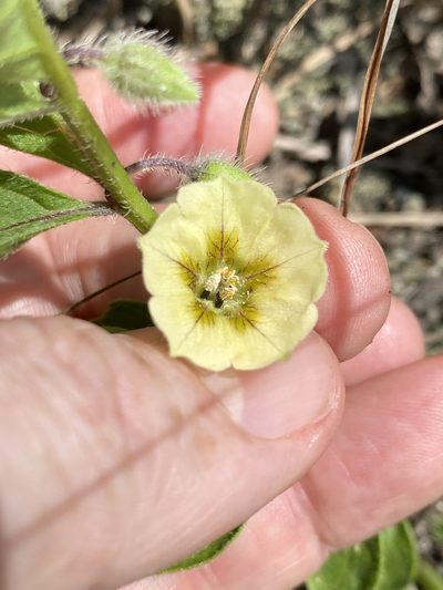Physalis lanceolata, photographed by Alan Weakley