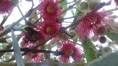 Eucalyptus leucoxylon, photographed by georgiasteel