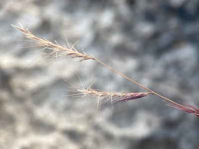 Bouteloua trifida, photographed by Matt Berger