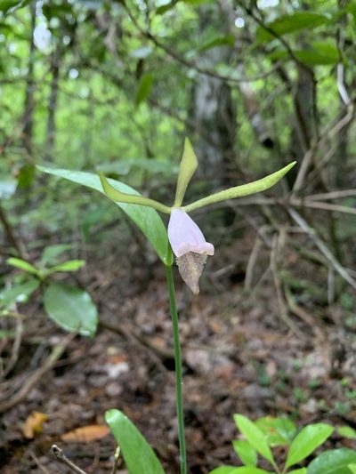 Cleistesiopsis bifaria, photographed by Brandon Corder