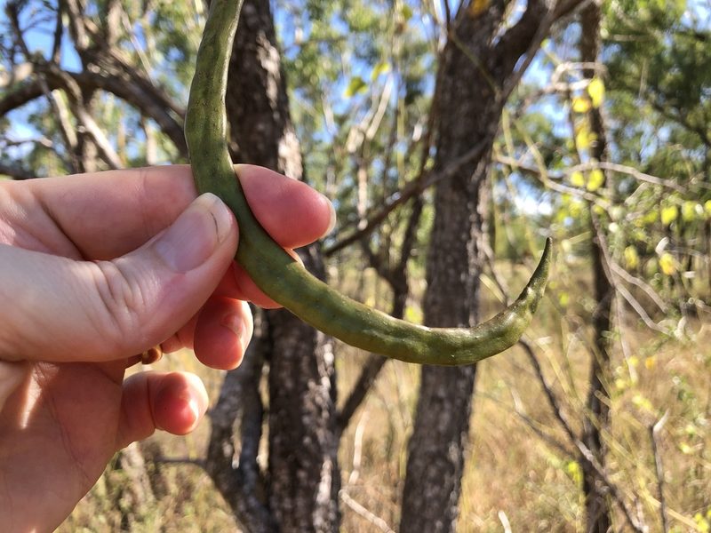 Dolichandrone alternifolia, photographed by elawrey