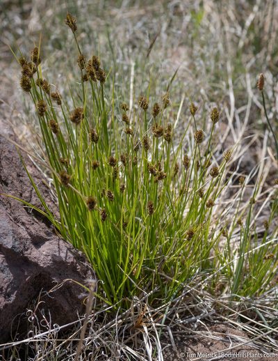 Carex athrostachya, photographed by Tim Messick