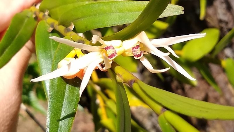Dendrobium adamsii, photographed by Dana Lee Ling