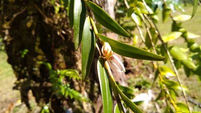 Dendrobium adamsii, photographed by Dana Lee Ling