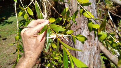 Dendrobium adamsii, photographed by Dana Lee Ling