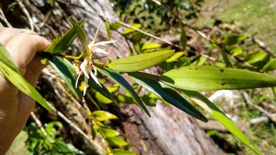 Dendrobium adamsii, photographed by Dana Lee Ling