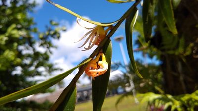 Dendrobium adamsii, photographed by Dana Lee Ling