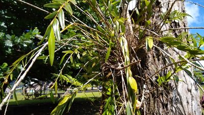 Dendrobium adamsii, photographed by Dana Lee Ling