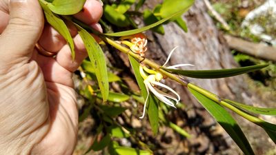 Dendrobium adamsii, photographed by Dana Lee Ling
