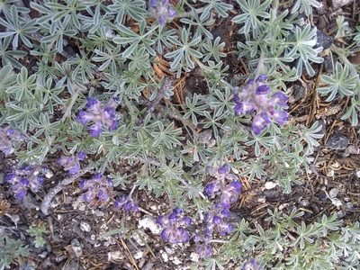 Lupinus breweri, photographed by P Holroyd