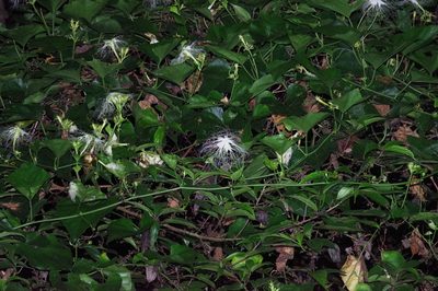 Trichosanthes miyagii, photographed by Takaaki Hattori
