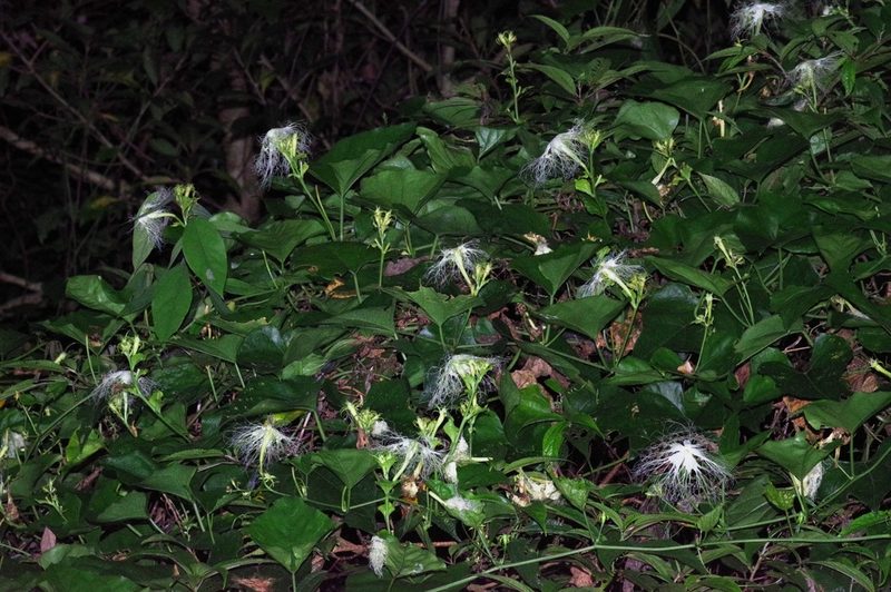 Trichosanthes miyagii, photographed by Takaaki Hattori