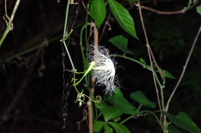 Trichosanthes miyagii, photographed by Takaaki Hattori