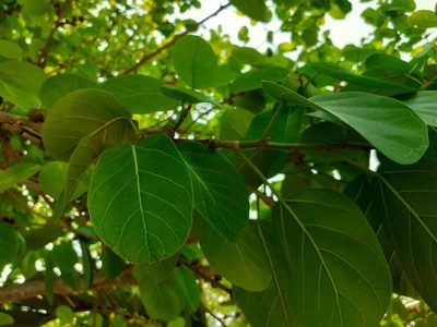 Ficus cotinifolia, photographed by Jalil R.