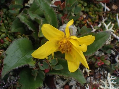Arnica griscomii, photographed by Matt Muir