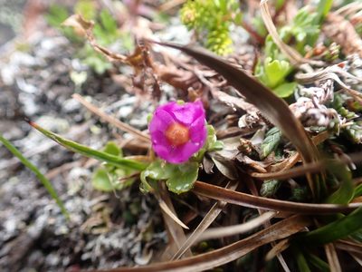 Primula cuneifolia, photographed by Matt Muir