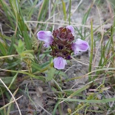 Prunella hyssopifolia, photographed by anasacuta