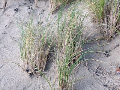 Poa chathamica, photographed by Peter de Lange