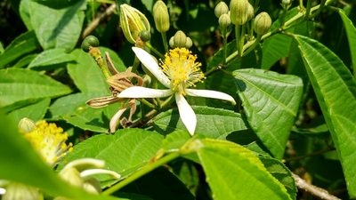 Grewia serrulata, photographed by Ramesh Shenai Jr.