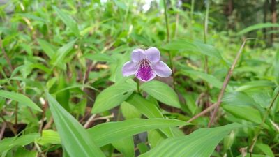 Asystasia dalzelliana, photographed by Ramesh Shenai Jr.