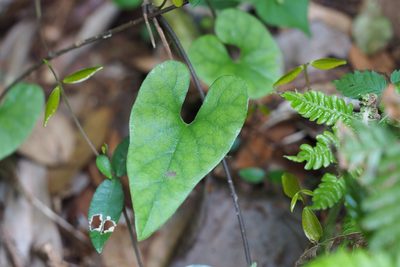 Aristolochia kaempferi, photographed by harum.koh