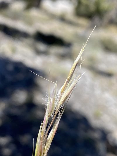 Eriocoma webberi, photographed by Matt Berger