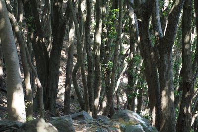 Quercus phillyreoides, photographed by harum.koh