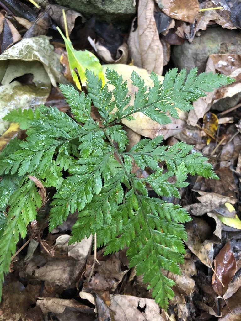 Parapolystichum munitum, photographed by Greg Tasney