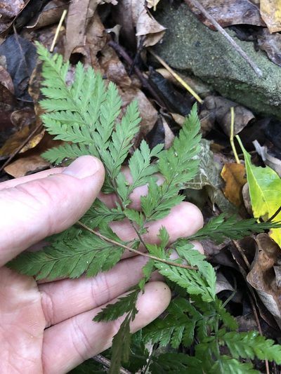 Parapolystichum munitum, photographed by Greg Tasney