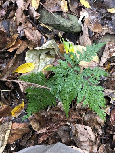 Parapolystichum munitum, photographed by Greg Tasney