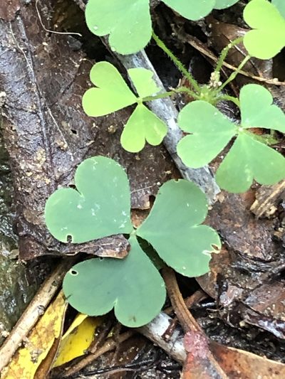 Oxalis chnoodes, photographed by Greg Tasney