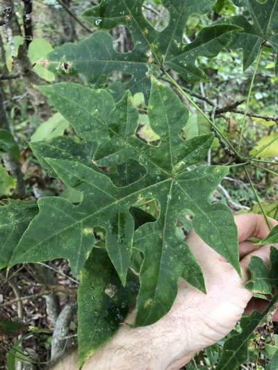 Brachychiton discolor, photographed by Greg Tasney