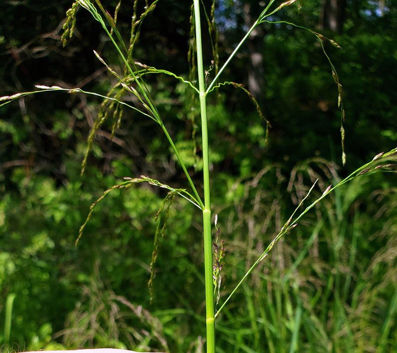 Glyceria grandis, photographed by aarongunnar