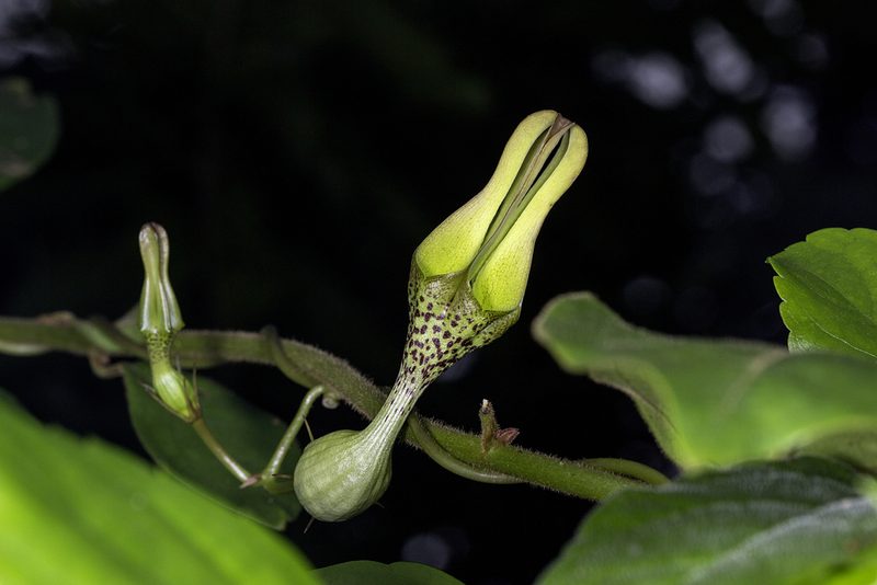 Ceropegia decaisneana, photographed by Ramesh Shenai Jr.
