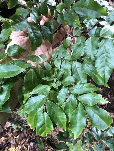 Pararchidendron pruinosum, photographed by Greg Tasney