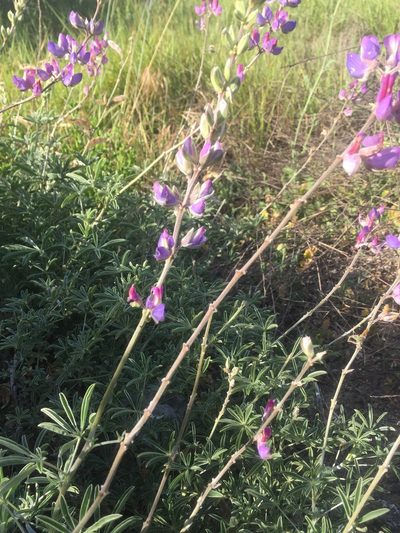 Lupinus longifolius, photographed by Lauren Gill