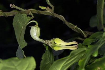 Ceropegia decaisneana, photographed by Ramesh Shenai Jr.