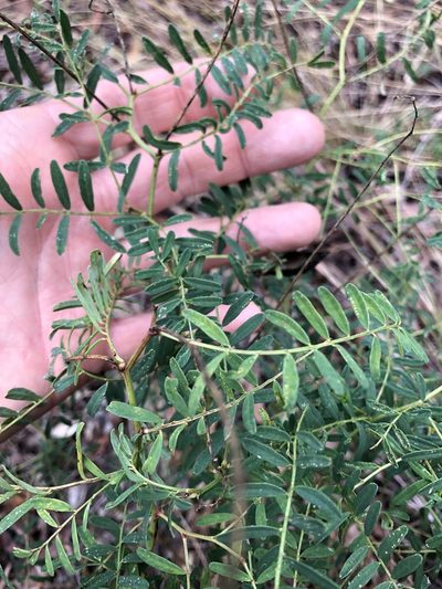 Swainsona queenslandica, photographed by Greg Tasney