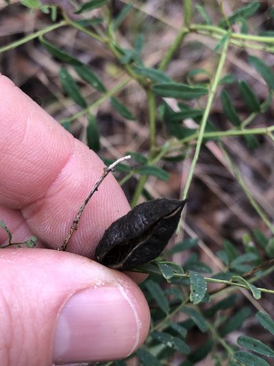 Swainsona queenslandica, photographed by Greg Tasney