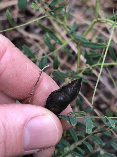 Swainsona queenslandica, photographed by Greg Tasney