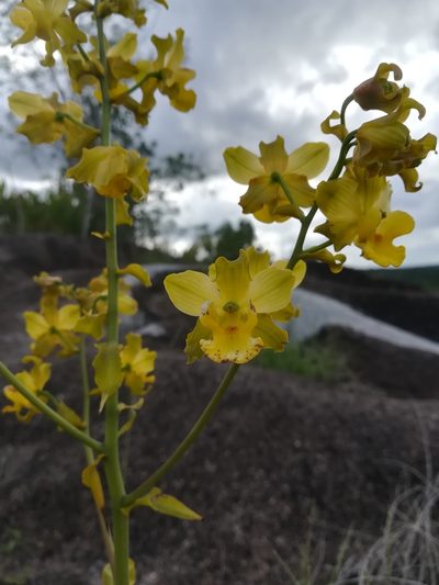 Cyrtopodium andersonii, photographed by Guillaume Delaitre
